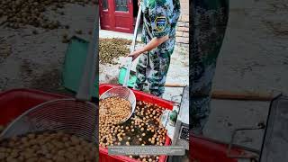 A Simple And Effective Traditional Way To Screen Walnuts By Using Water [upl. by Agarhs]