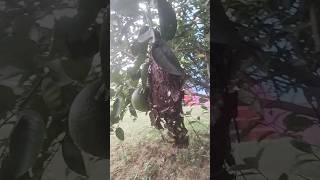 🐦🕊️ Birds Nest peacful birds nature fathih nest shorts shortvideo short [upl. by Aremus949]