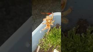 My OBT tarantula molted😃😃😃 [upl. by Ayekehs496]