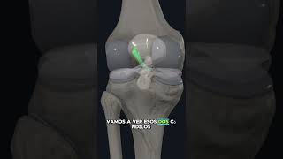 El LIGAMENTO CRUZADO ANTERIOR en menos de 1 MINUTO píldorasanatómicas anatomiafacil [upl. by Mcclelland]