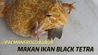 Pacman frog cibubur makan ikan black tetra Daily feeding 16 [upl. by Atnoid]