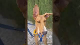 Cutest Podenco showed up at shopping centre [upl. by Aicenek]