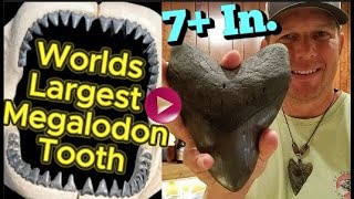 Worlds Largest Megalodon Tooth Over 7 Inches  1 of 2 Record Breaking Discovery [upl. by Assyla]