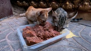 feed cute kitten very hungry kitten [upl. by Otsirc]