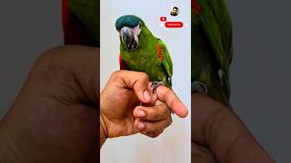 hahns macaw macaw parrots trendingshorts parrotlover viralshort Gufranpets [upl. by Beatrix568]