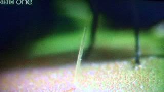 Venus Fly Trap Documentary [upl. by Htial]