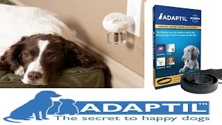 Does Adaptil DAP work  Dog Science Explained [upl. by Lenhard538]