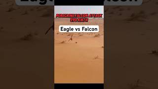 Eagle speed 🦅 vs Falcon speed [upl. by Kingsbury]