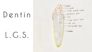 Drawing of Dentin  Longitudinal ground section [upl. by Hijoung]