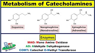 Metabolism of Catecholamines Dopamine Noradrenaline and Adrenaline [upl. by Yllas]