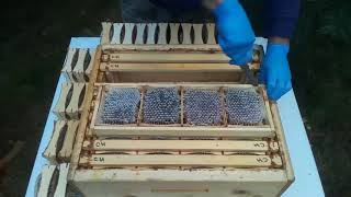 Comb Honey Production Dadana  Blatt beehives [upl. by Yeliac]