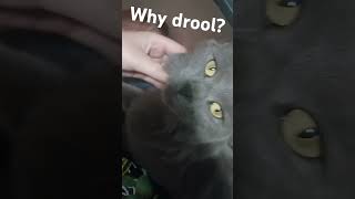 Why is my cat drooling help cat pets pleaseanwer [upl. by Janaye]