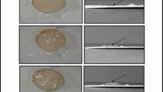 Ionic Polymer Metal Composite IPMC  PSG IAS [upl. by Naquin]