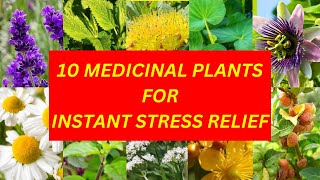 10 Medicinal Plants for Instant Stress Relief  MEDIPLANTA [upl. by Airtened306]