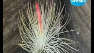 Présentation des tillandsias les plantes sans terre [upl. by Mahmud]