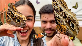 Así es un MARIPOSARIO privado 25 especies distintas en Mindo  Ecuador [upl. by Humph]