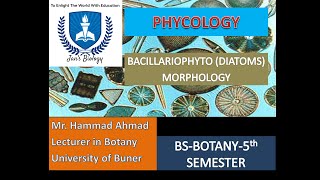 BACILLARIOPHYTA DIATOMS MORPHOLOGY [upl. by Reube]