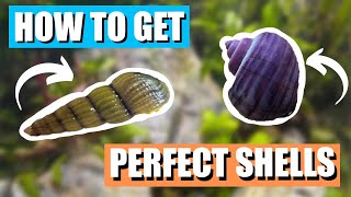 How To Get Perfect Snail Shells  3 Easy Steps [upl. by Yenaffit896]