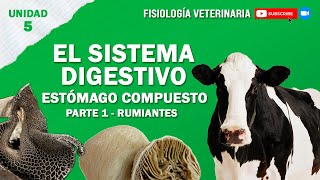 FISIO2UNIDAD5SISTEMADIGESTIVOCOMPUESTO [upl. by Poliard]