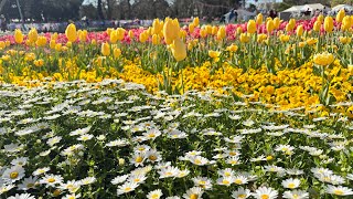 floriade canberra 2024 [upl. by Philander]