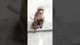 Bandar Wali cartoon video🤣🤣 funny comedyvideos viralvideo youtubevideo trending monkey short [upl. by Nosmirc779]