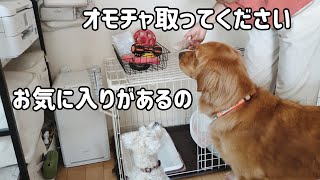 おもちゃにも好みがあるゴールデンレトリバーNOA妹気質を発揮するLily Golden retriever NOA wants her mom to take her toy [upl. by Bernice]