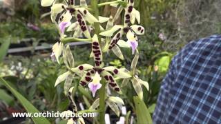 OrchidWeb  Encyclia prismatocarpa [upl. by Yerdua691]