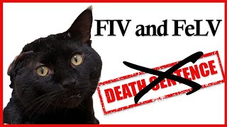 FIV and FeLV No Longer a Death Sentence [upl. by Ynneb]