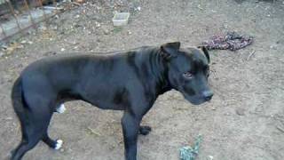 Black American Pit Bull Terrier Play for real 2 [upl. by Nalyac]