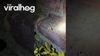 Man Finds a GlowWorm in His Backyard  ViralHog [upl. by Casta590]