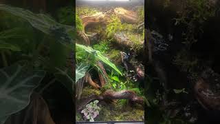 peek in the dart frog vivarium terrarium dartfrog livingvivarium frog vivarium poisondartfrog [upl. by Dlorad]