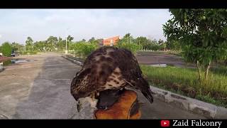 FALCONRY hunting with crested goshawk berburu menggunakan elang Her first season in 2019 [upl. by Akihsal]