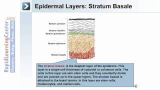 The Integumentary System  Whats the Epidermal Layer of the Skin [upl. by Zela]