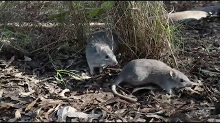 Endangered northern bettong crucial to the survival of Queenslands tropical ecosystem [upl. by Leverick]