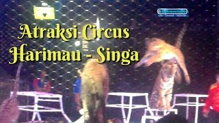 Atraksi Circus Harimau amp Singa satu kandang Rezvlog [upl. by Eelsel304]