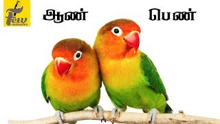 how to identify male and female african lovebirds in tamil [upl. by Fawnia718]