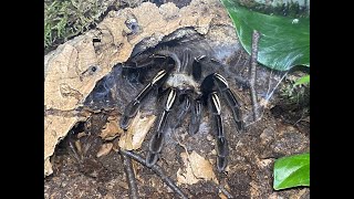 Ephebopus murinus Skeleton tarantular rehouse and care [upl. by Kazimir]