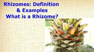 Rhizomes Definition amp Examples  What is a Rhizome [upl. by Ellemrac]