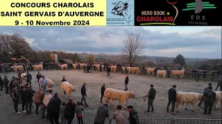 Concours Charolais à St Gervais dAuvergne un rendezvous annuel plébiscité par les éleveurs [upl. by Refynnej]