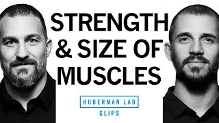 Building Strength vs Building Muscle Size Hypertrophy  Dr Andy Galpin amp Dr Andrew Huberman [upl. by Arolf]