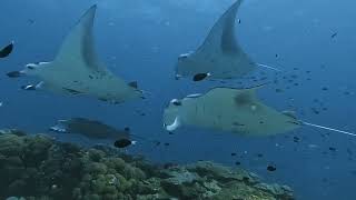 061024  Dives at Manta Garden Vilamendhoo Thila amp Dhangethi Beyru near Dhigurah  Maldives [upl. by Notpmah]