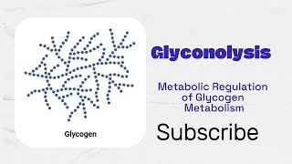 Glycogenolysis  Metabolic Regulation of Glycogenesis and Glycogenolysis [upl. by Harobed771]