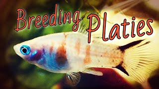 PLATY FISH BREEDING All You Need to Know [upl. by Chara]