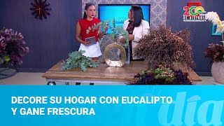 Decore su hogar con eucalipto y gane frescura [upl. by Ab]