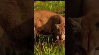 The mountain lion was eating grass Grass is medicine for themwildlife shorts [upl. by Dede815]