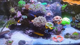 how to get your copepods to reproduce faster in reef tank [upl. by Aenneea]