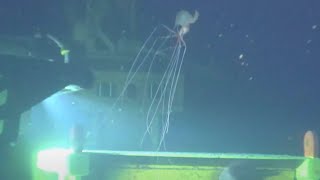 Baby Magnapinna BigFin Squid  Deep Ocean ROV Footage [upl. by Assiram]