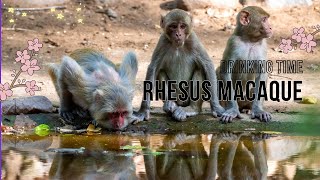 Rhesus macaque  rhesus monkey  thirsty monkeys [upl. by Auqeenwahs]