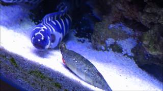 Engineer Goby evicts Hermit Crab [upl. by Aekal]