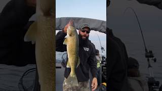 Lake Erie Walleye 265” double header to start the day walleye walleyefishing fishing fish [upl. by Yenruogis]